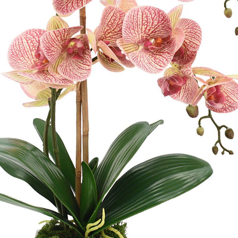 Arrangement floral orchidée en pot