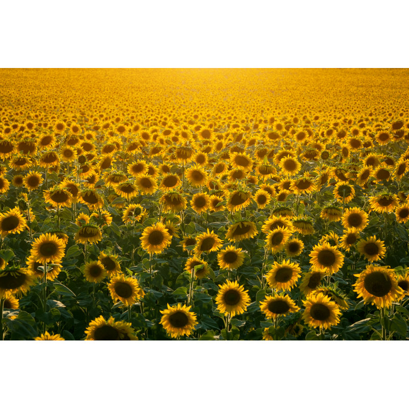 Champ de tournesols - Photographie sur toile tendue, H 24 po x l 36 po