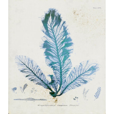 Wormskioldia par Henry Bradbury - impression