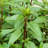4 in. Herb Chocolate Mint (3-Pack)