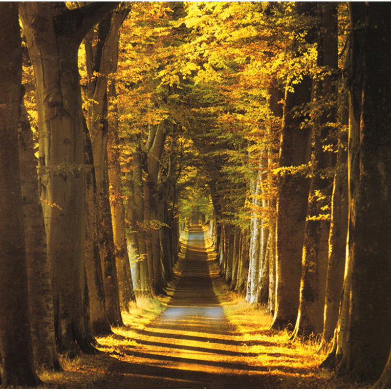 Tree Lined Avenue, 20" H x 20" W