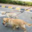 Chiens en laisse