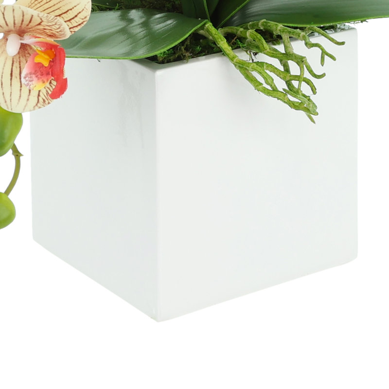 Orchid Arrangement in Square Fiberstone Pot, Brown/Beige/Orange