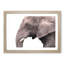 Portrait of an Elephant - Framed Print-56758688-56758689