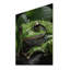 Portrait de grenouille verte sur bois-100509030