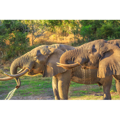 Tembe Elephant Park - Wrapped Canvas Print