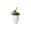 Succulents Arrangement in White Cylinder Urn
