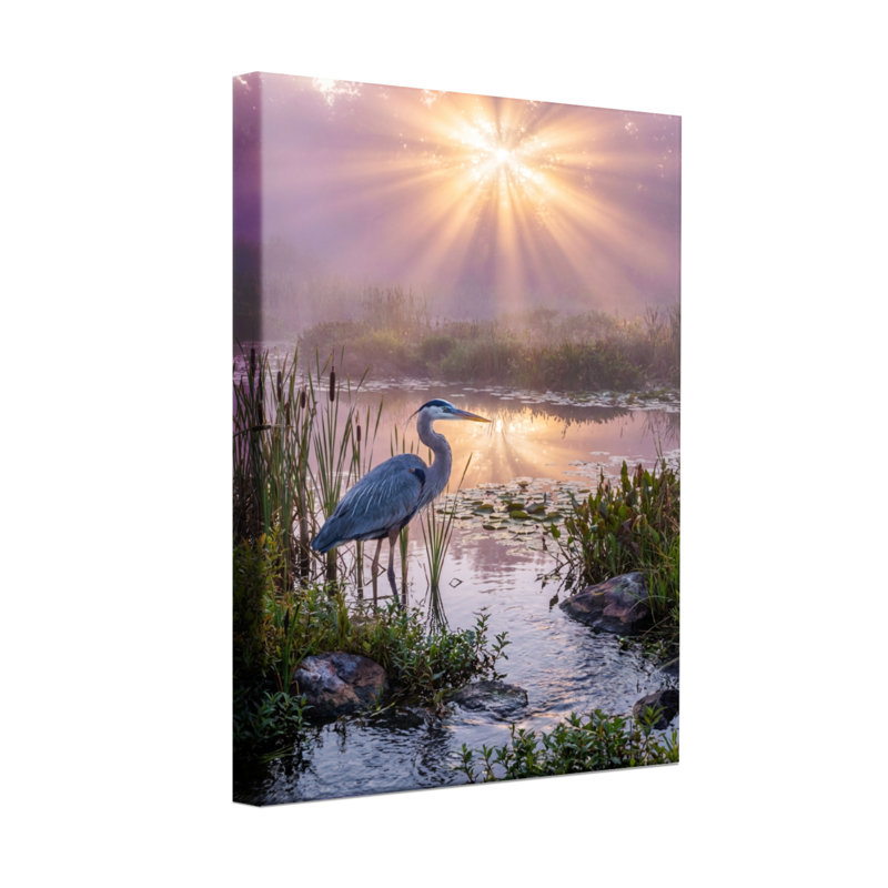Animaux, lever du soleil, héron, marais, réflexion de l'eau, nature, scène paisible, H 18 po x l 12 po