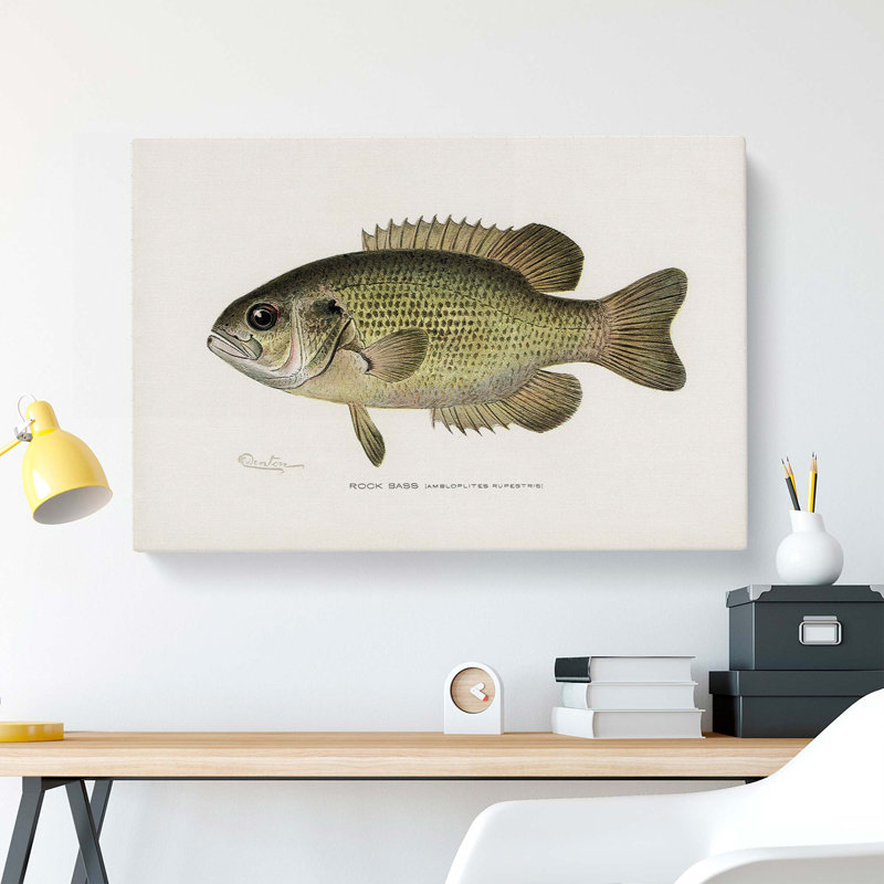 Rock Bass by Sherman F. Denton - Wrapped Canvas Print, 50cm H x 76cm W x 3cm D