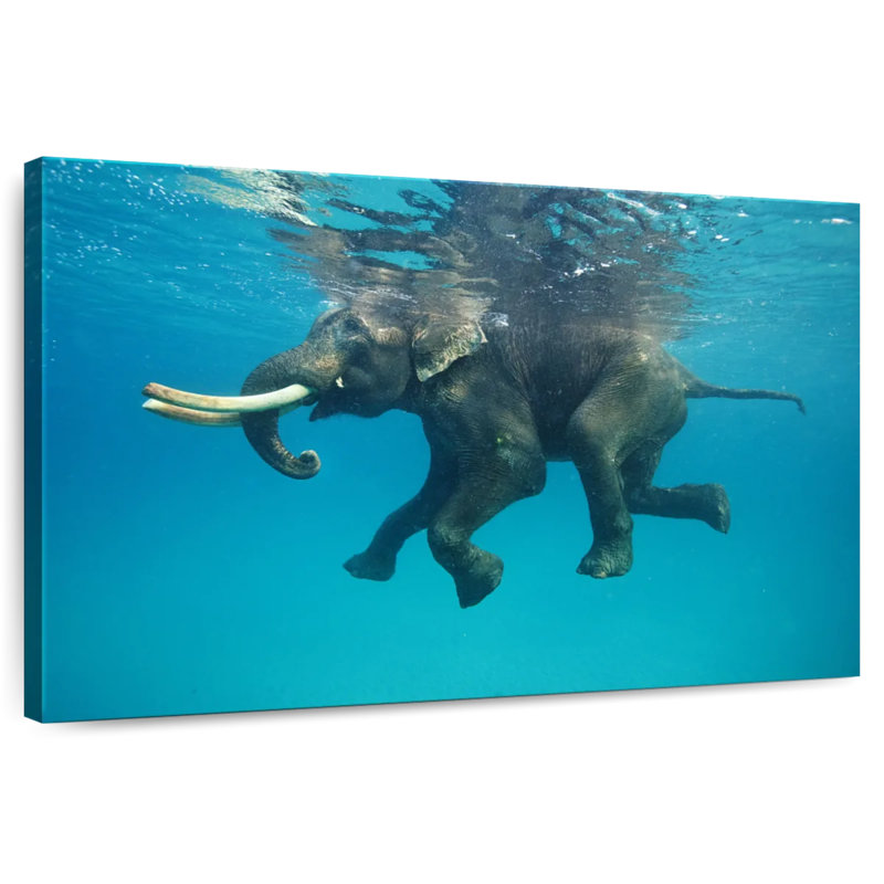 Brampt Swimming Asian Elephant