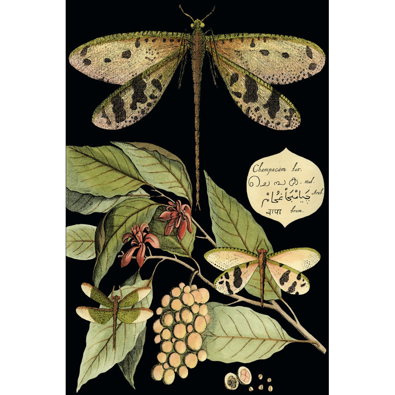 Whimsical Dragonfly On Black I by Vision Studio - Wrapped Canvas Painting, 46cm H x 30cm W
