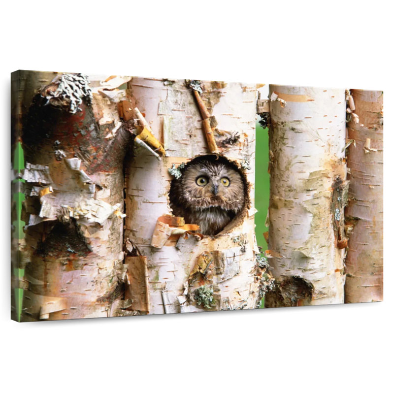 Brampt Owl In Tree Hole, 16" H x 24" W