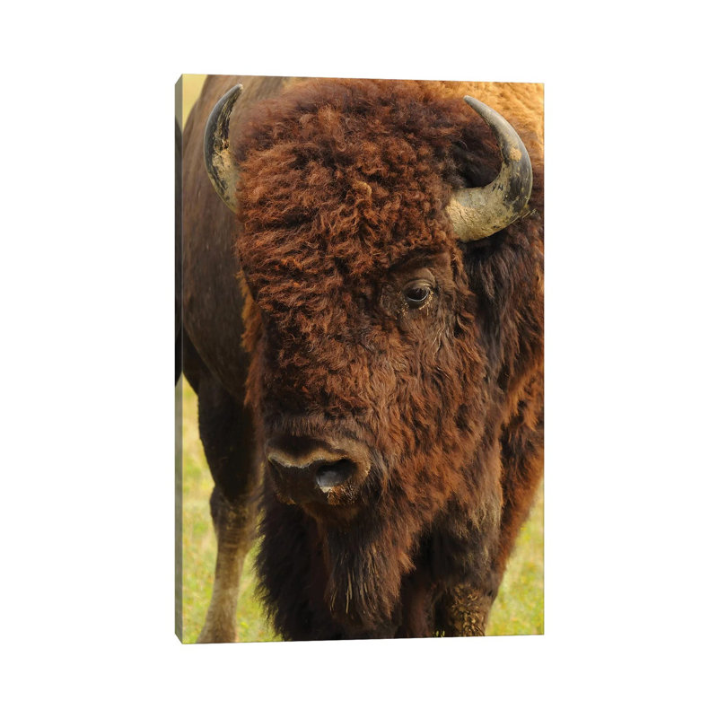 The Herd Bull 1 Piece Wrapped Canvas Wall Art, 30.48 cm H x 45.72 cm W