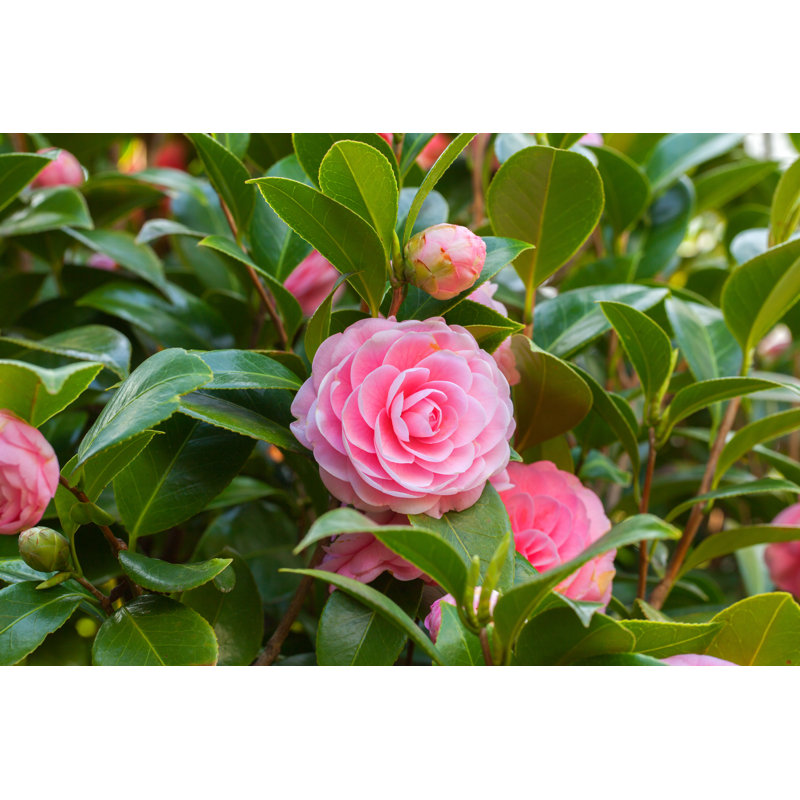 Pink Camellia Sasanqua by Shihina - Wrapped Canvas Print, 81cm H x 122cm W