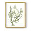 Coral Souvenirs III, reproduction encadrée - bois massif-759450618-759450621