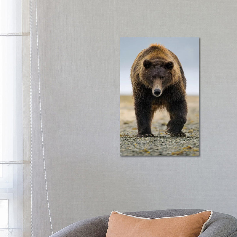 Brown Bear, Katmai, Alaska by Jaymi Heimbuch - Wrapped Canvas Print, 66.04 cm H x 45.72 cm W x 1.91 cm D