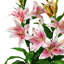 90cm Faux Flowering Plant in Pot Liner-449046062