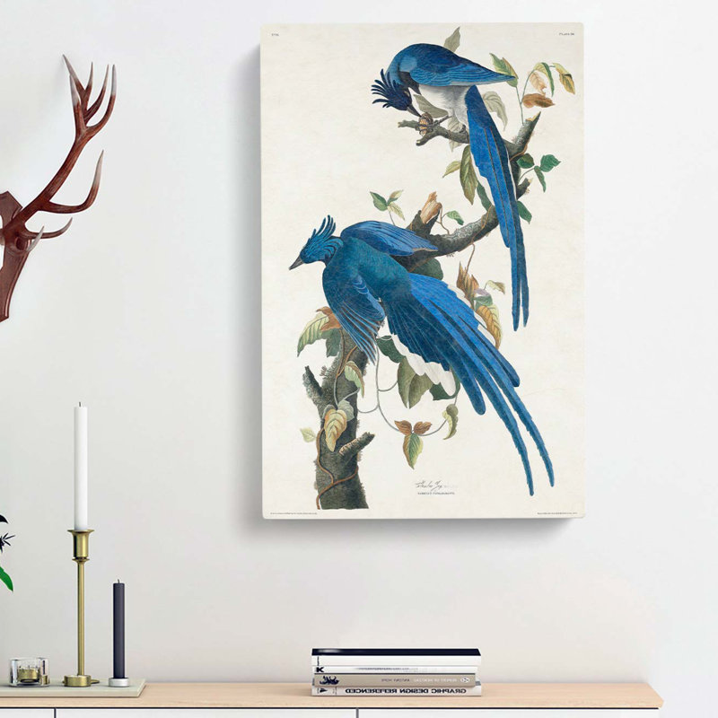 Columbia Jay - Wrapped Canvas Painting, 60cm H x 40cm W x 3cm D