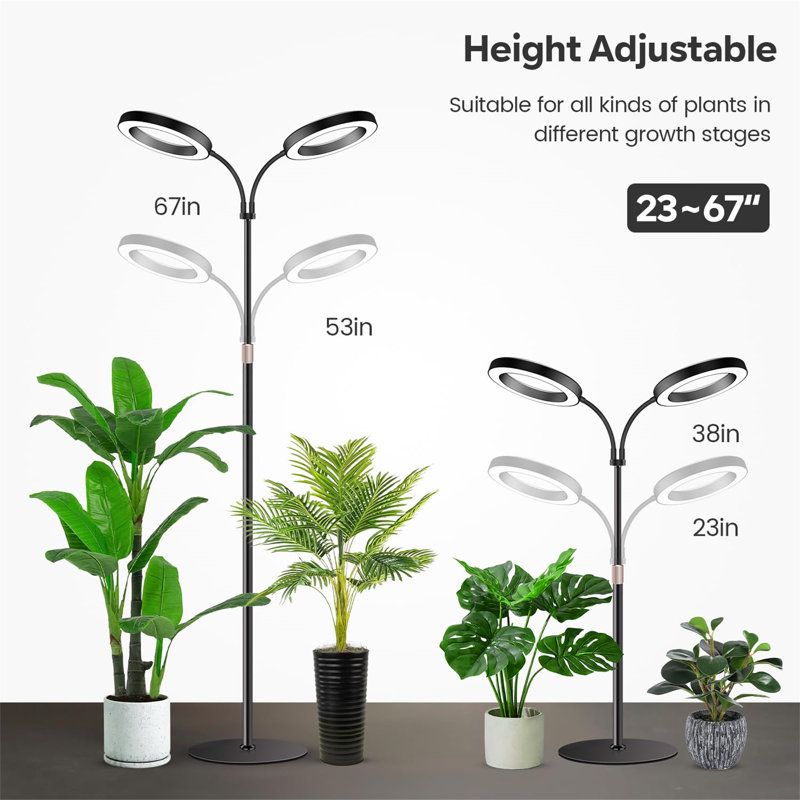 Naomi Grow Light