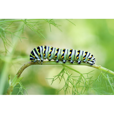 Palo " Swallowtail Caterpillar " by Abdesign