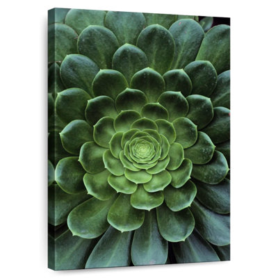 Plante grasse Harnek