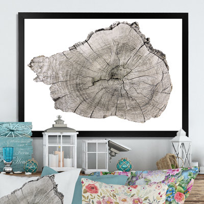 " Cross Section Of Tree Trunk "