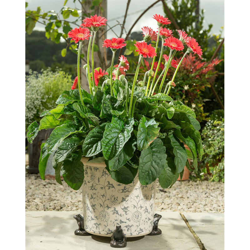 Daria Weather Resistant Planter Feet