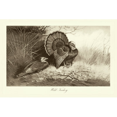 Wild Turkey by Archibald Thorbum - Wrapped Canvas Painting