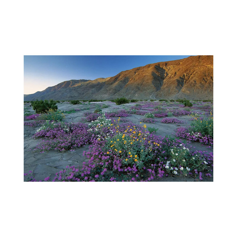 Sand Verbena And Desert Sunflowers, Anza-Borrego Desert State Park, California by Tim Fitzharris - Wrapped Canvas Print
