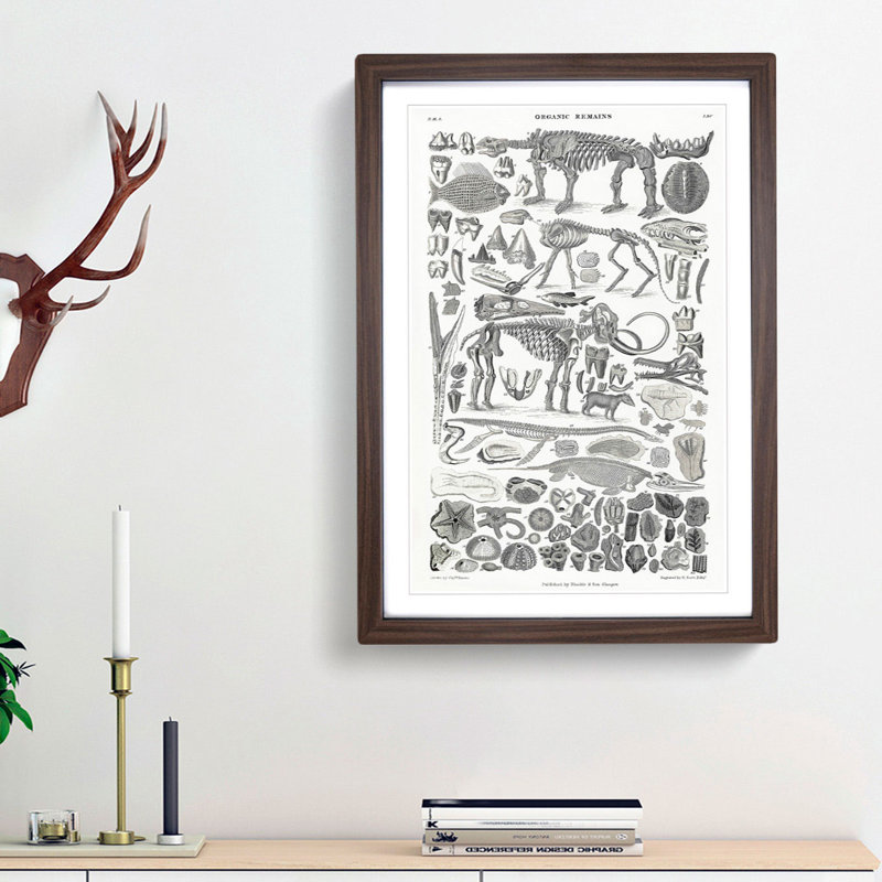 Fossils and Skeletons LXV by Oliver Goldsmith - Picture Frame Drawing Print, Walnut Framed, 36cm H x 27cm W x 2cm D