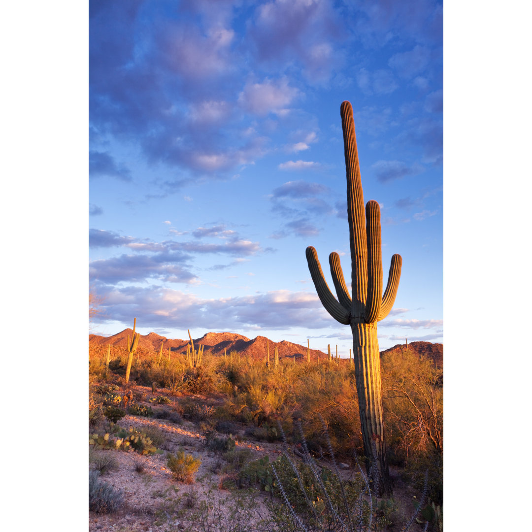 Sonoran Desert von Kencanning - Wrapped Canvas Kunstdrucke