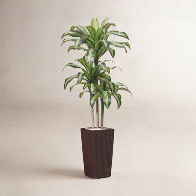 Adcock Dracaena Tree in Decorative Vase