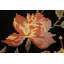 Tapis oriental noir Aubusson à teinture végétale noué à la main 7 x 10