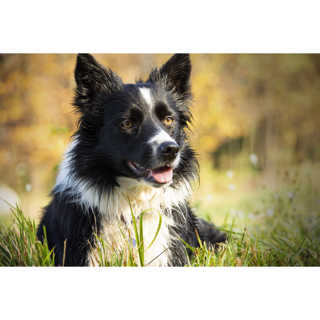 Border Collie Welpe - Kunstdrucke auf Leinwand ohne Rahmen