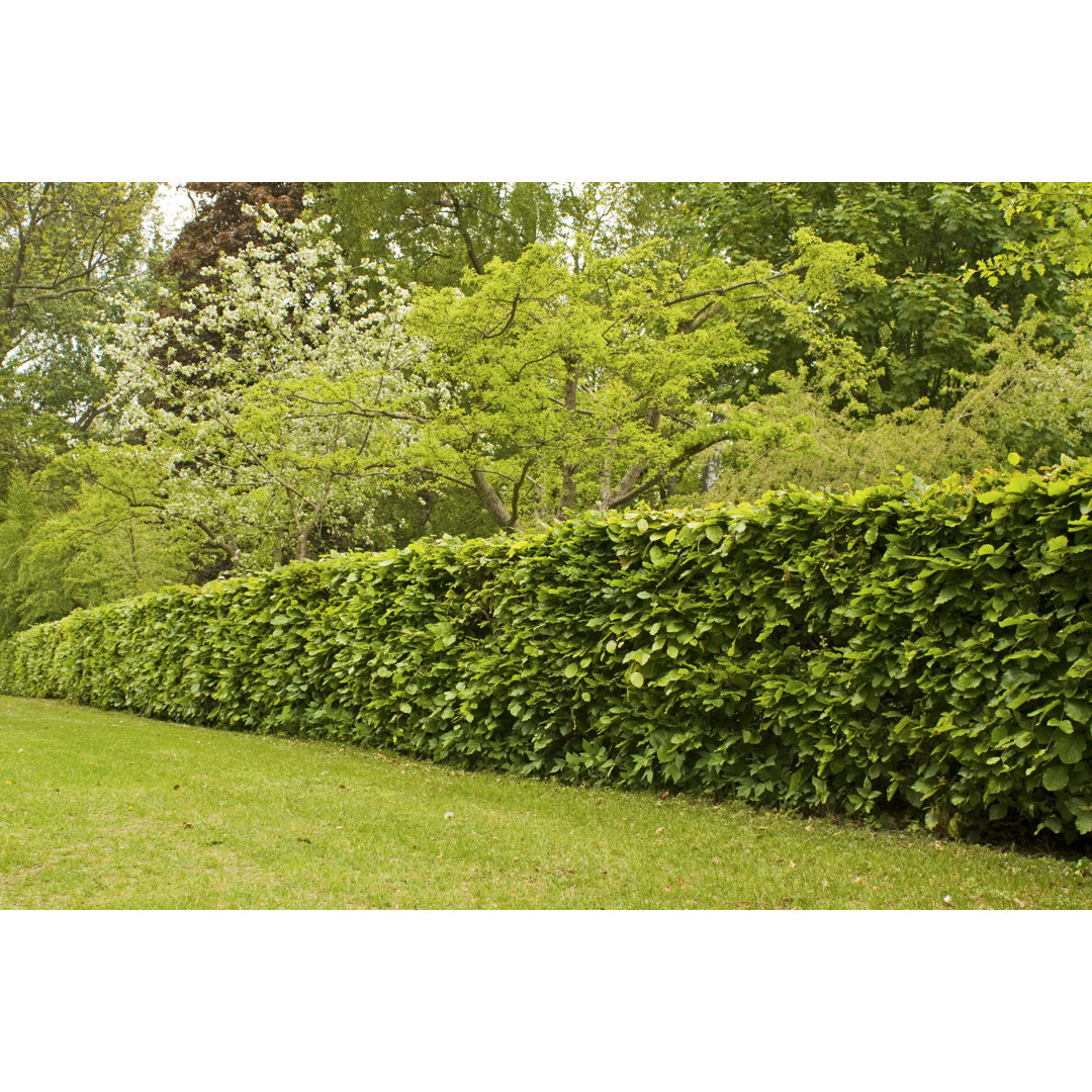 Leinwandbild Hedge in Formal Garden