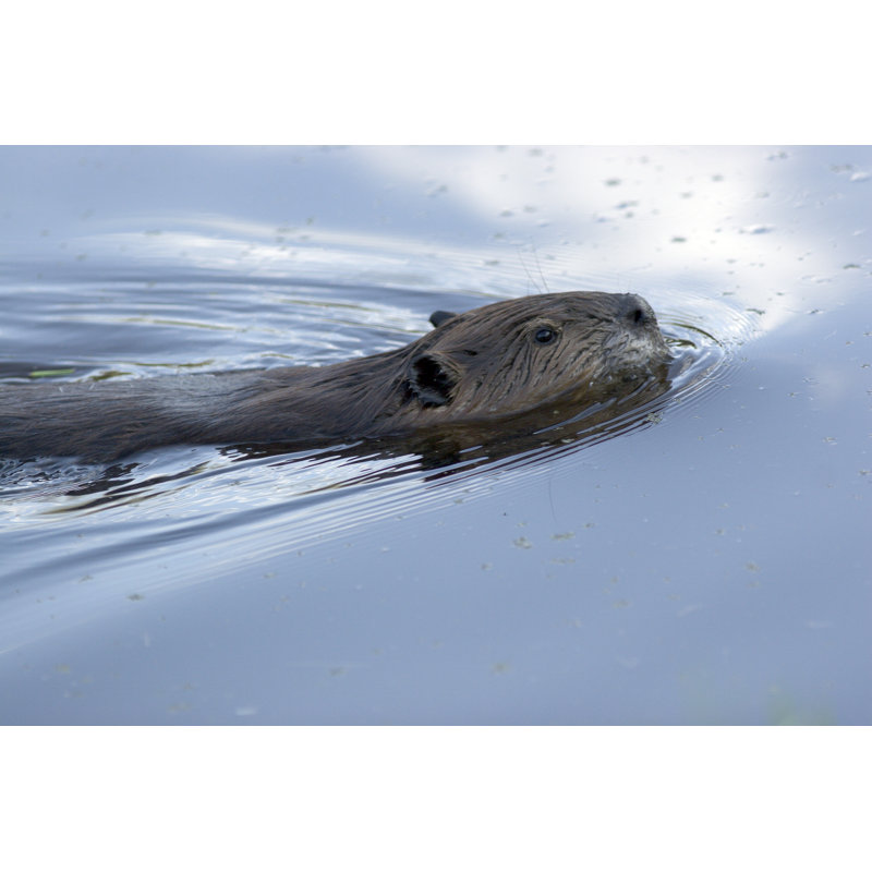 Natation Beaver par 3DVD, H 20 po x l 30 po