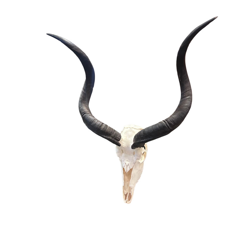 Real Kudu Skull, Medium Size