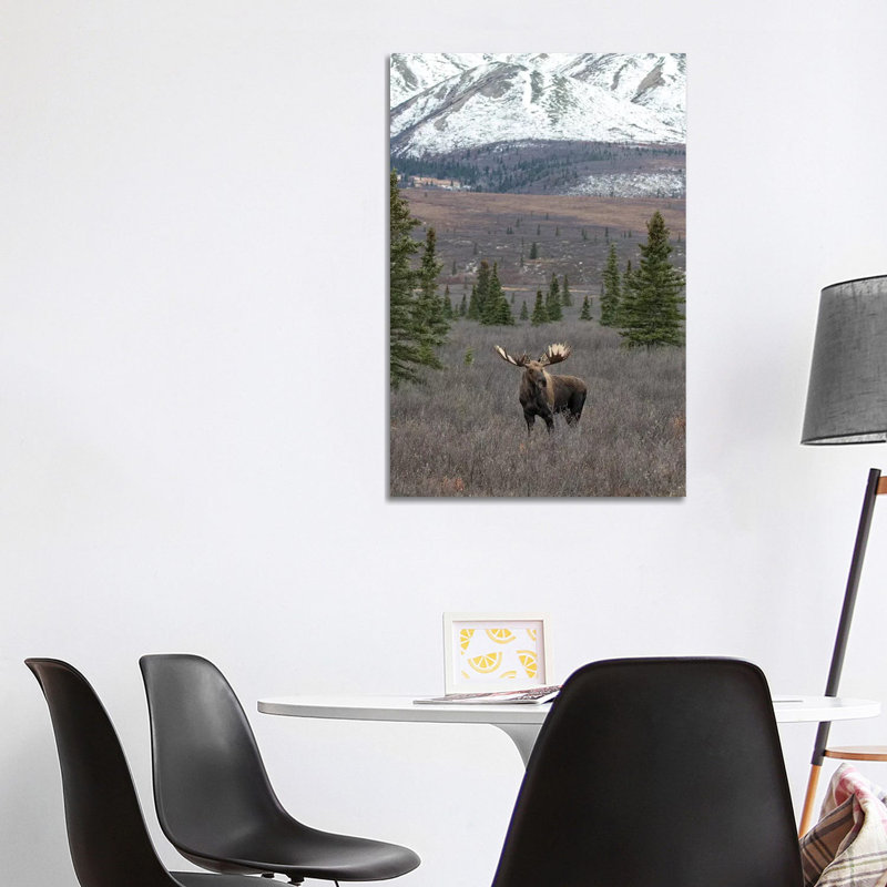 Denali Moose With Snow by Eric Fisher - Wrapped Canvas Gallery-Wrapped Canvas Giclée, 101.6 cm H x 66.04 cm W x 1.91 cm D
