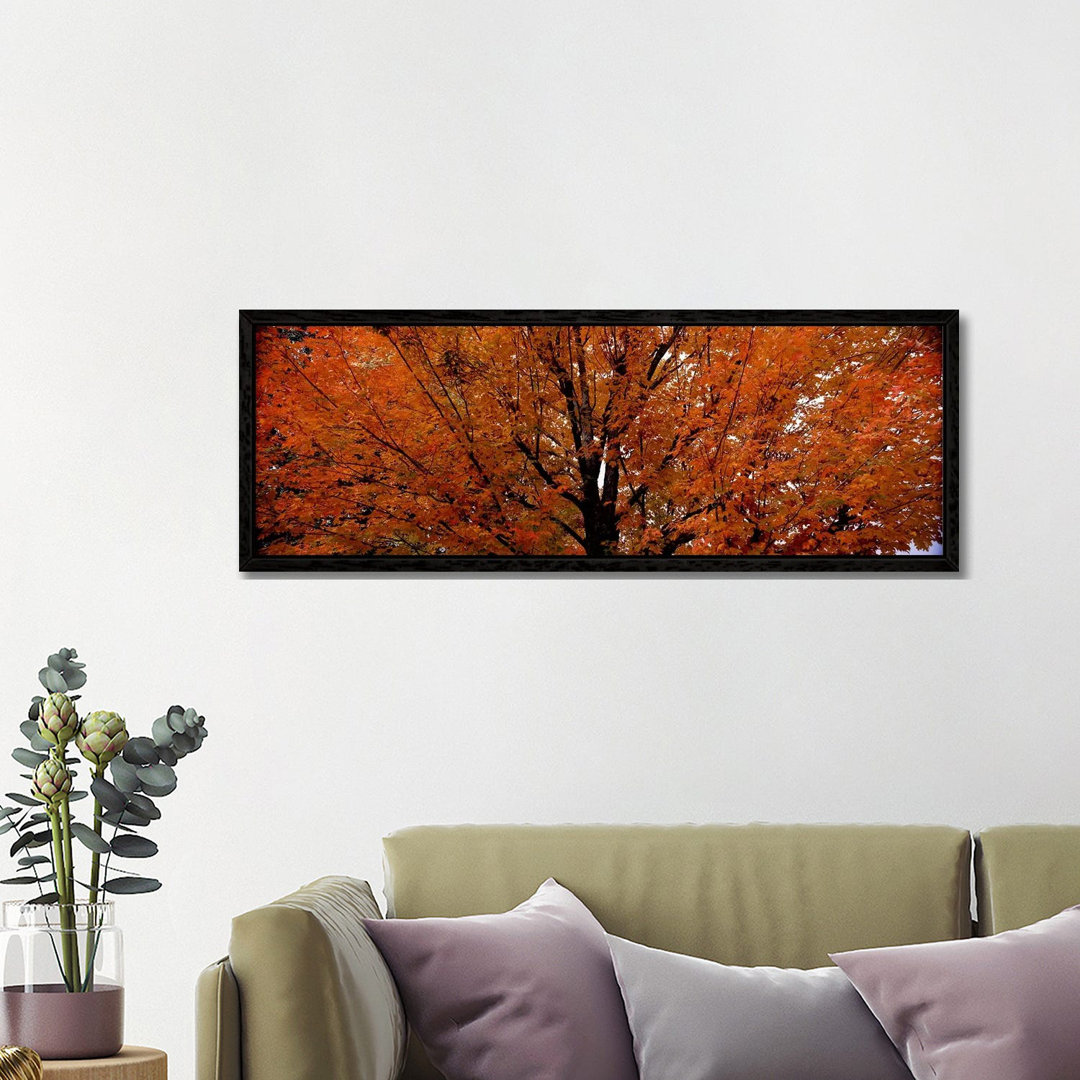 Ahornbaum im HerbstVermont, USA von Panoramic Images - Panoramic Gallery-Wrapped Canvas Giclée on Canvas