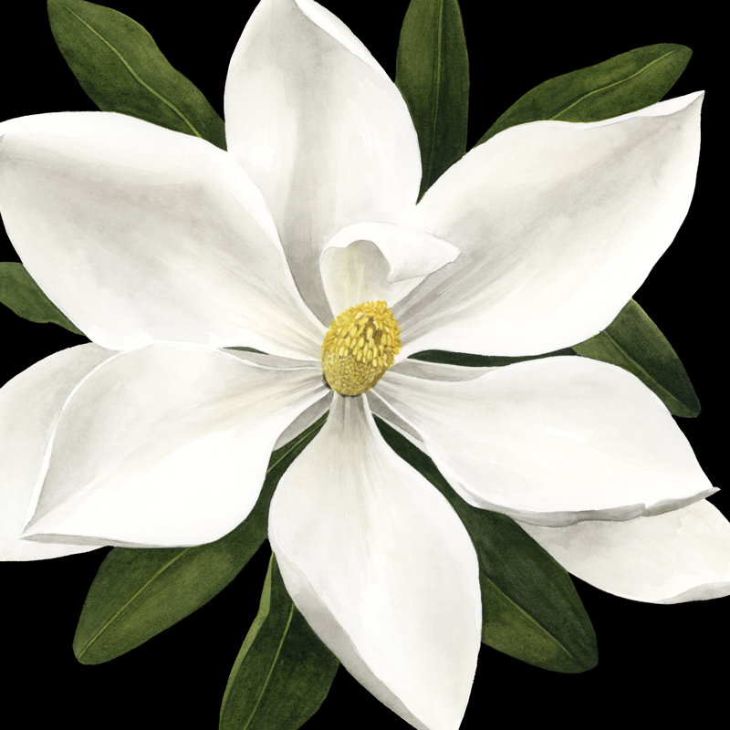 Midnight Magnolia I by Grace Popp - Wrapped Canvas Painting, 76cm H x 76cm W