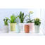 Pot d'arrosage automatique Leonide Dweller - Petit pot en céramique émaillée pastel (paquet de 4) - Intérieur/Extérieur-1108038685-1108038658