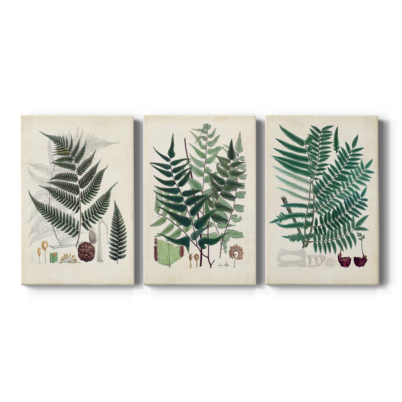 Collectionner Ferns VI - Toile tendue avec châssis sur mesure - 3 pièces, H 18 po x l 36 po