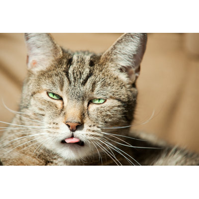 Funny Cat Face Sticking Out Tongue by Sdominick - Wrapped Canvas Print