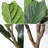 Fake Plants 82.6'' Tall Artificial Fiddle Leaf Fig Tree in Black Pot for Home Office Décor
