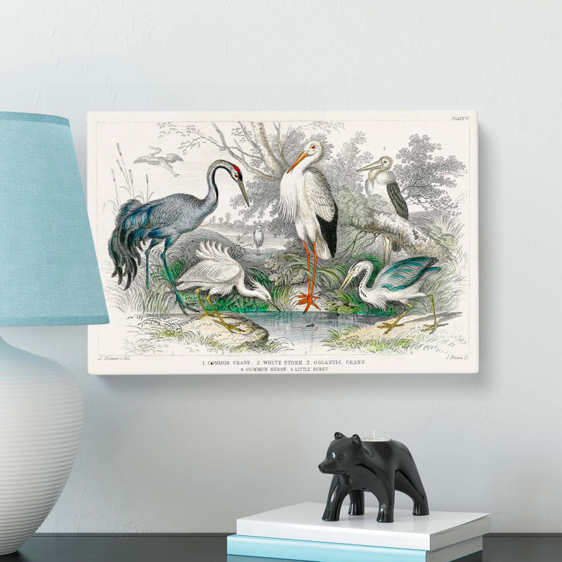 Crane, Stork, Egret & Heron by Oliver Goldsmith - Wrapped Canvas, 35cm H x 50cm W x 3cm D