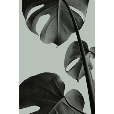 Monstera 03