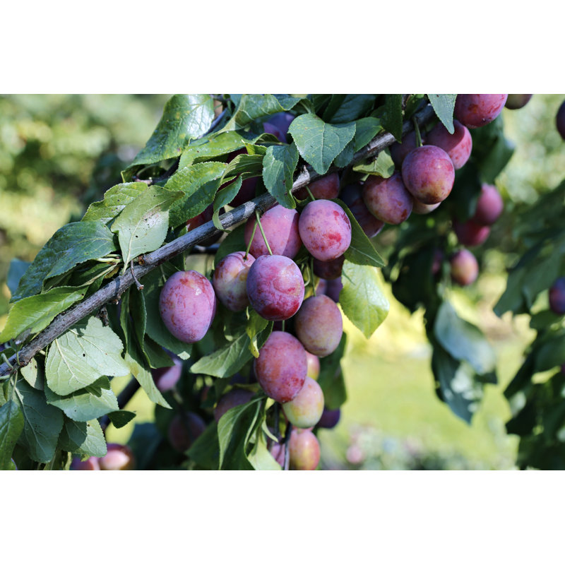 Plum Fruits by Kingarion - Wrapped Canvas Print, 51cm H x 76cm W