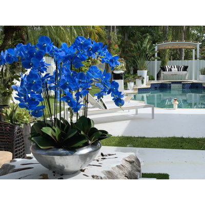 Multiple Stems of Phalaenopsis Orchid Centerpiece in Planter