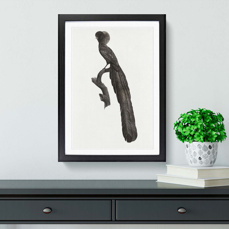 Magpie Bird of Paradise by Jacques Barraband - Picture Frame Art Print, 48cm H x 36cm W x 2cm D, Black Framed