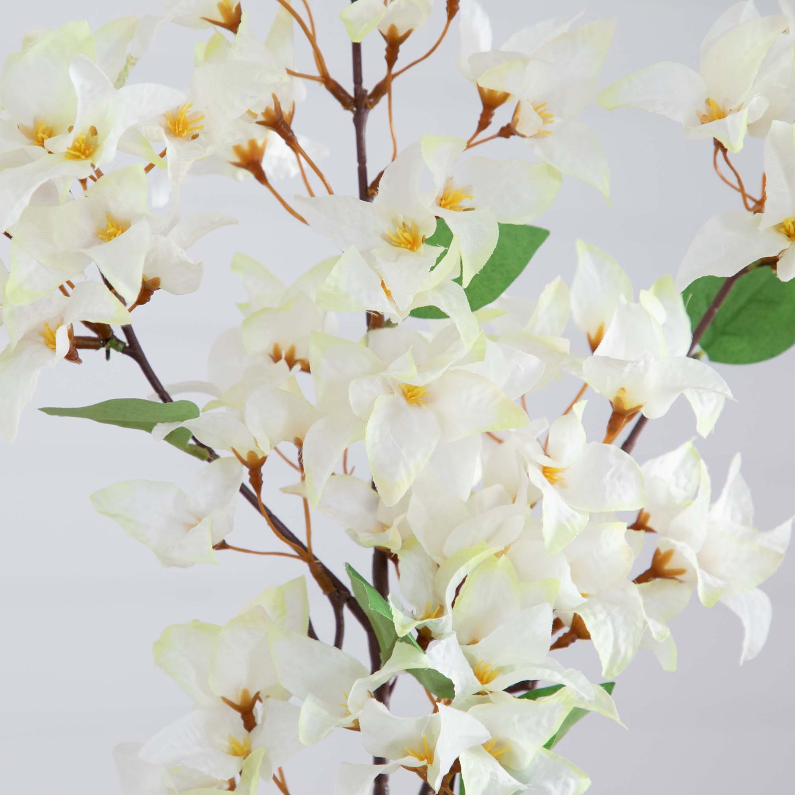 Bougainvillea Floral Stems, White